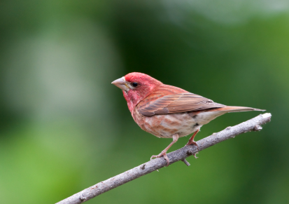 What do wild finches eat?