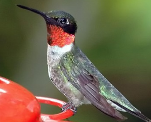 Cole’s Bird of the Month for July is … the Ruby-throated Hummingbird Featured Image