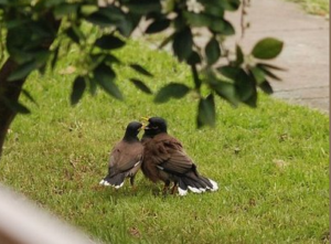 A Few Myths About Birds and Their Romantic Lives Featured Image