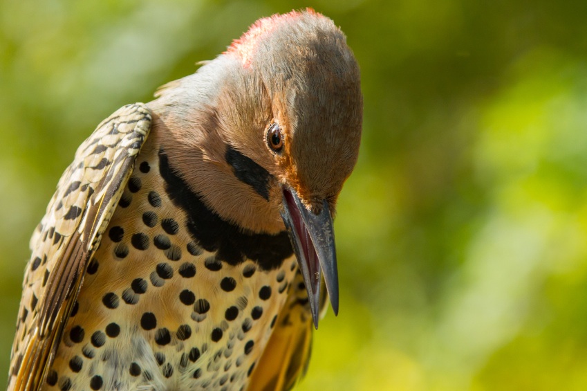 The Northern Flicker is Cole’s Wild Bird Products Bird of the Month Featured Image
