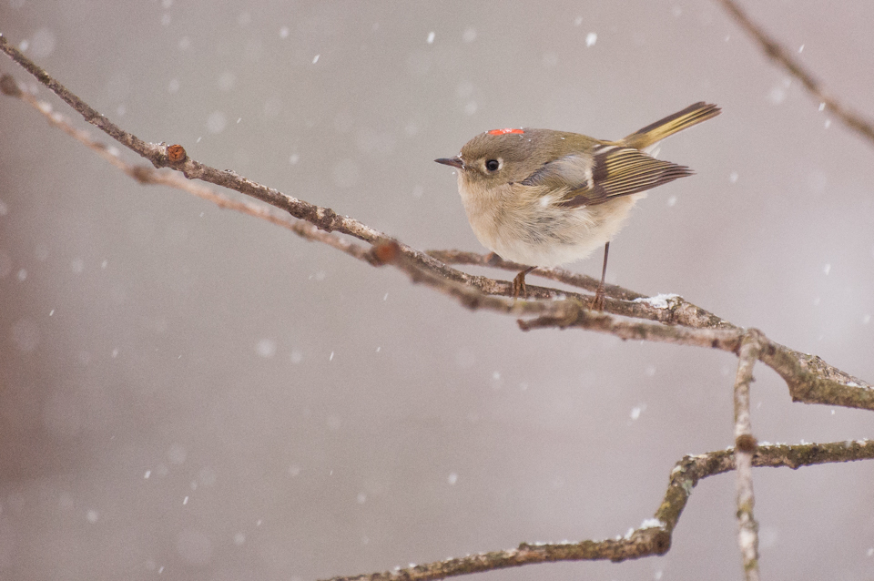Find out about Ruby-crowned Kinglets. Featured Image